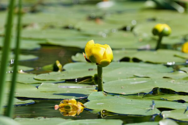85B_4972-1